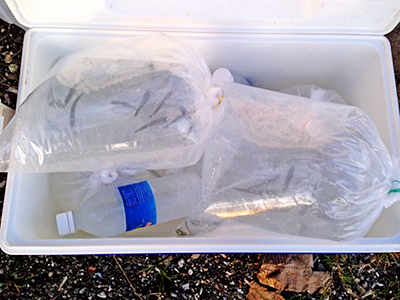 Environmental plastic waste