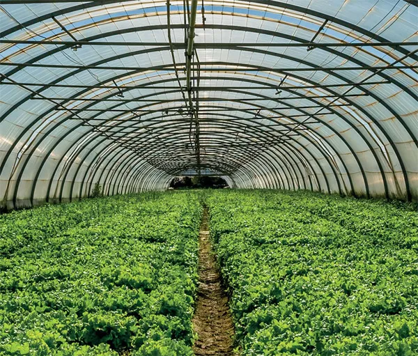 High-quality Greenhouse Films & Products